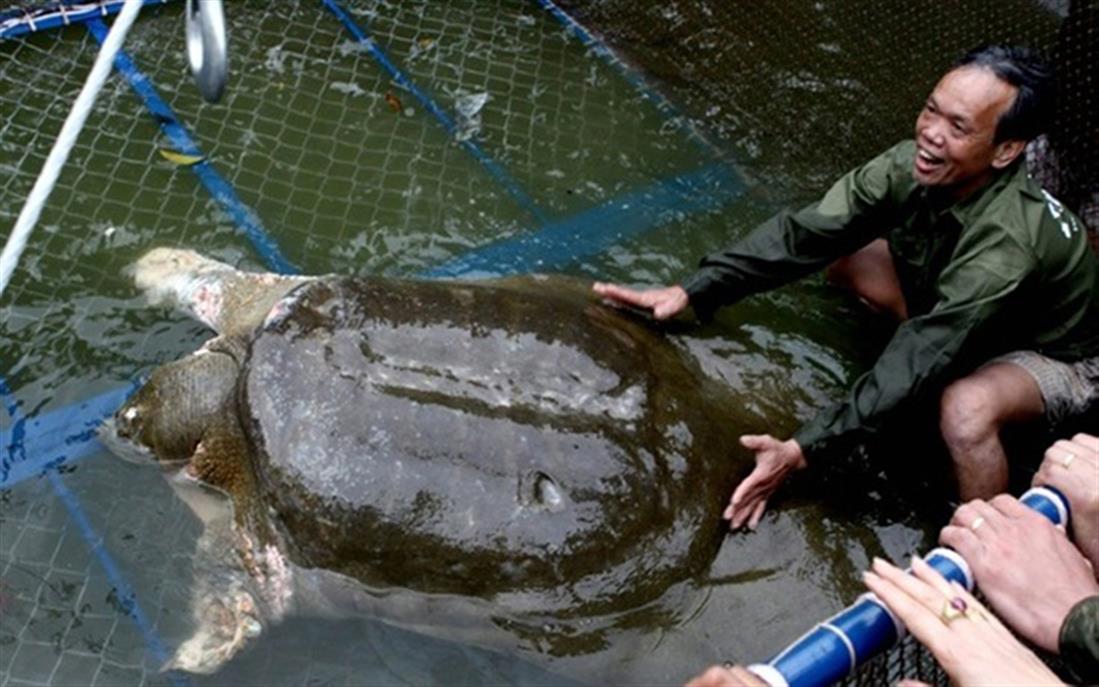 Βιετνάμ - θάνατος - ιερή χελώνα