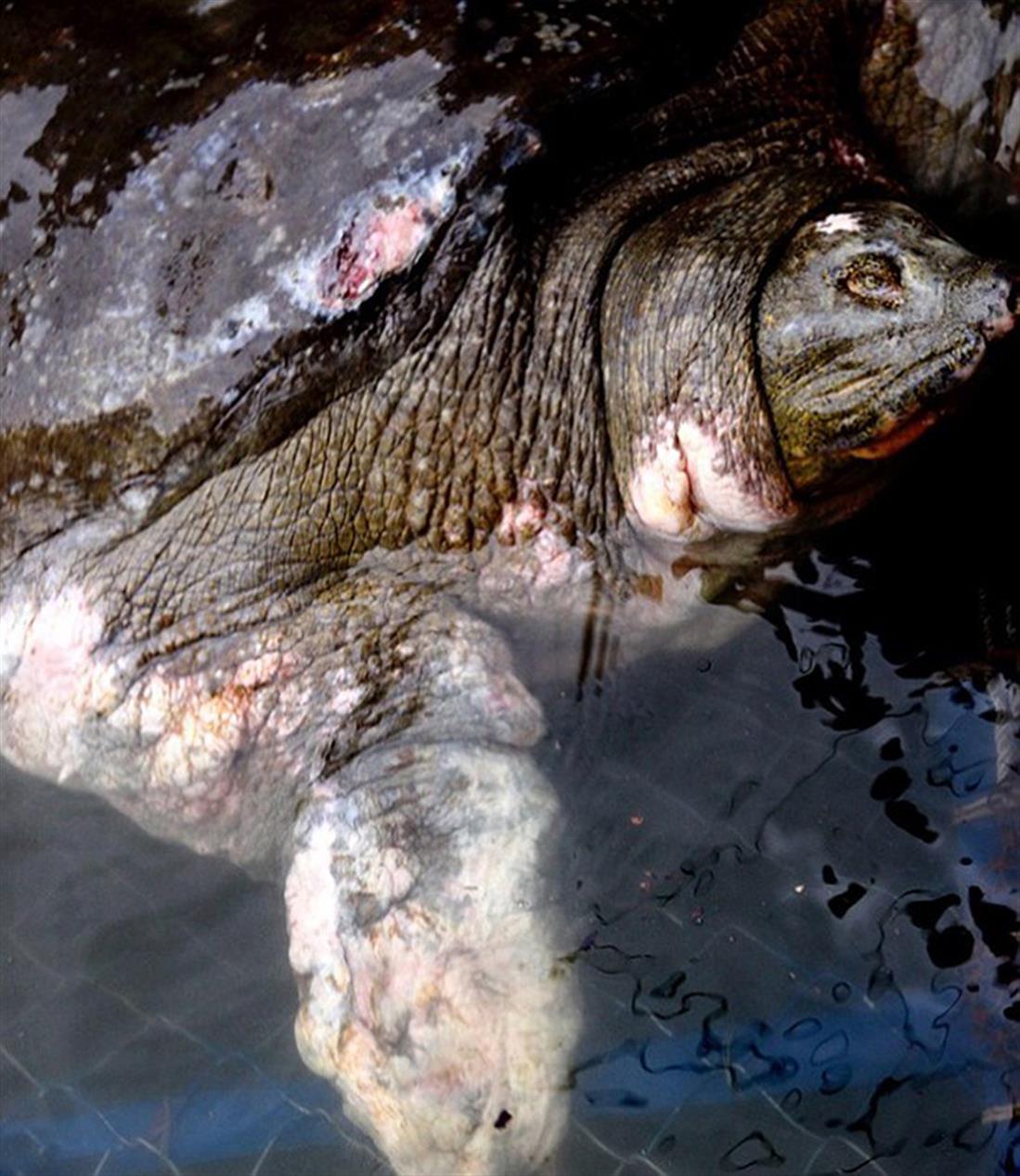 Βιετνάμ - θάνατος - ιερή χελώνα