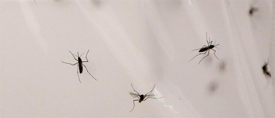 AP - κουνούπια - ελονοσία