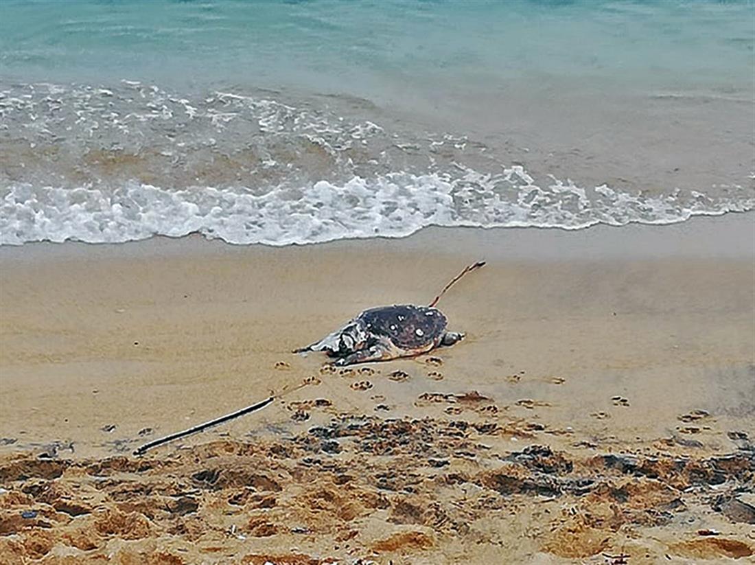 νεκρή χελώνα - Καβάλα - παραλία Ραψάνης