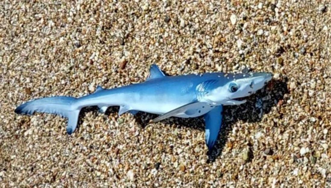 Γαλάζιος καρχαρίας - παραλία - Νέα Χιλή - Έβρος