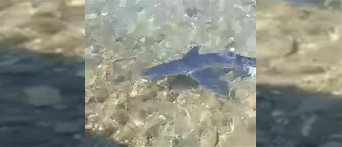 Αιτωλοακαρνανία: Γαλάζιος καρχαρίας... έκανε την εμφάνισή του (βίντεο)