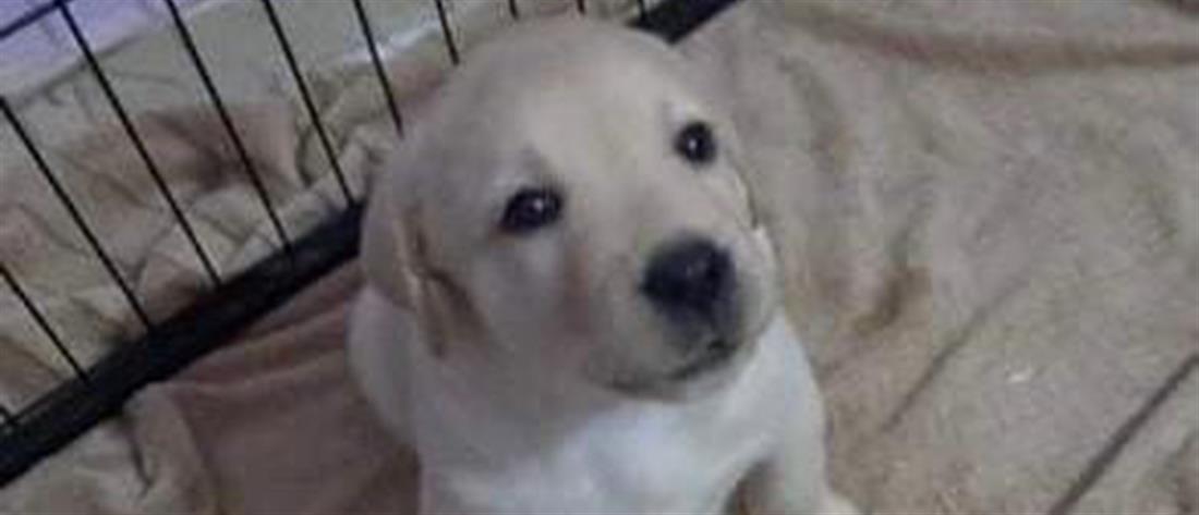 Το Μαξίμου υιοθέτησε σκύλο που θα γίνει οδηγός τυφλού (εικόνες)