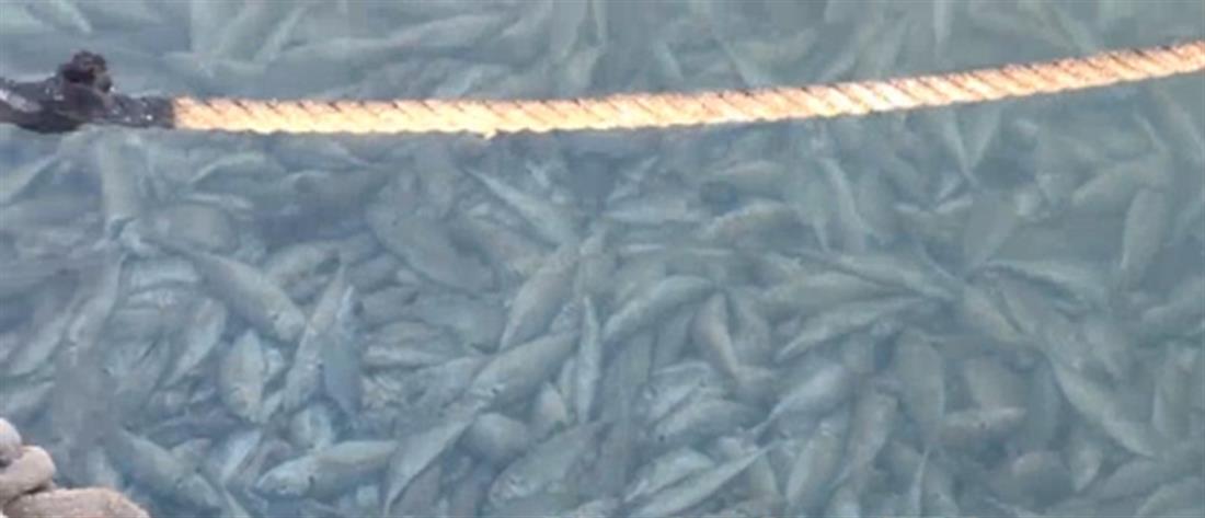Κόρινθος: Γέμισε νεκρά ψάρια το λιμάνι (βίντεο)
