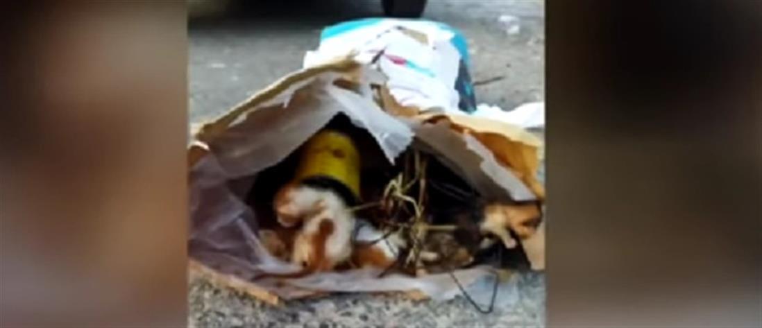 Βόλος: Πρόστιμο 120000 ευρώ σε 75χρονη που πέταξε γατάκια στα σκουπίδια 
