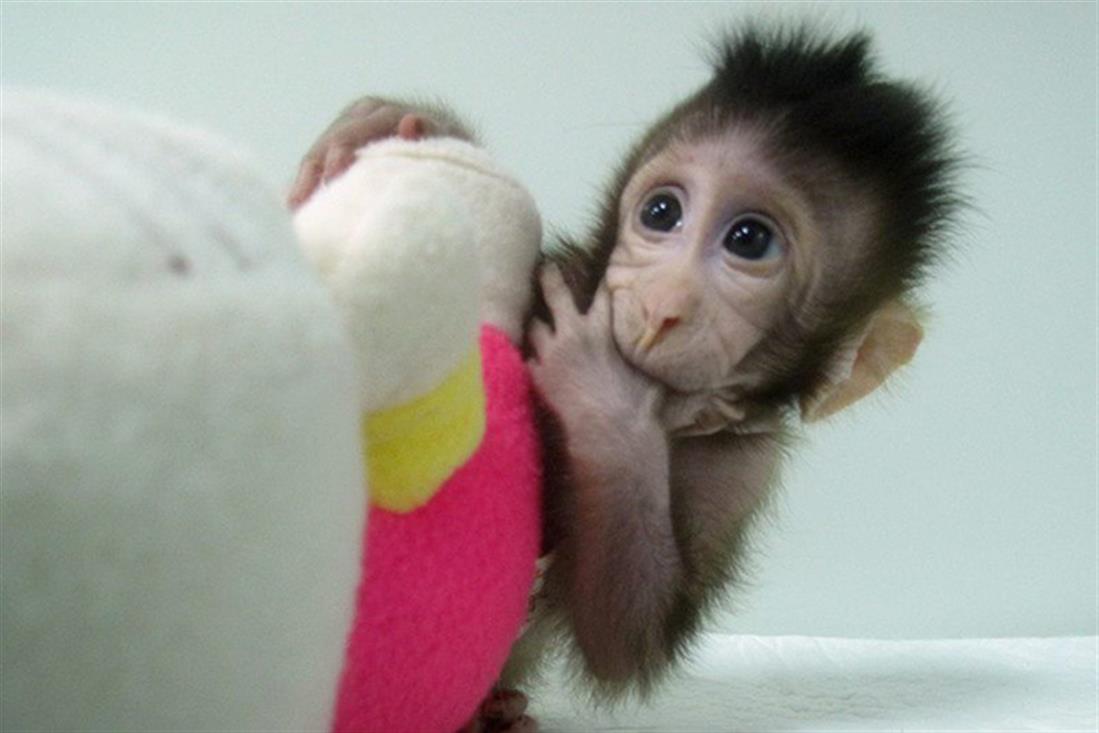 Κίνα - κλωνοποίηση μαϊμούδων