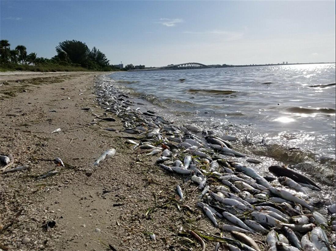 Νεκρά ψάρια - παραλία - Φλόριντα