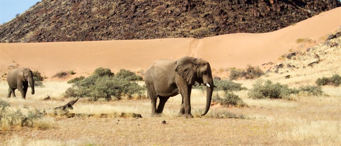 Ουγκάντα: Ελέφαντας πάτησε και σκότωσε τουρίστα σε σαφάρι 