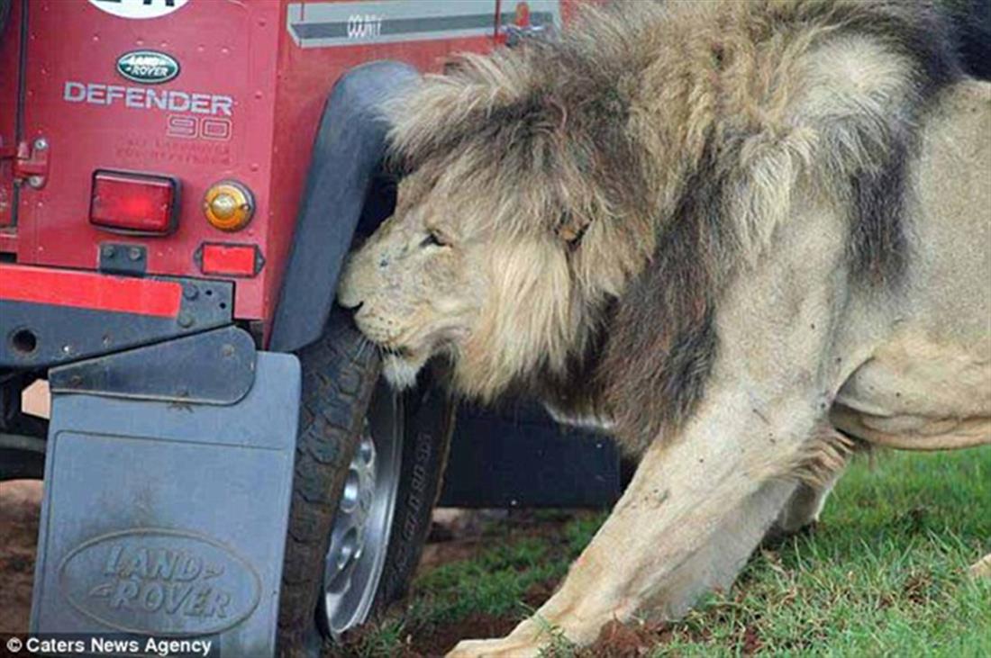 Τουρίστες - λιοντάρι - τρώει - ελαστικά - αυτοκίνητο - σαφάρι - Νότια Αφρική