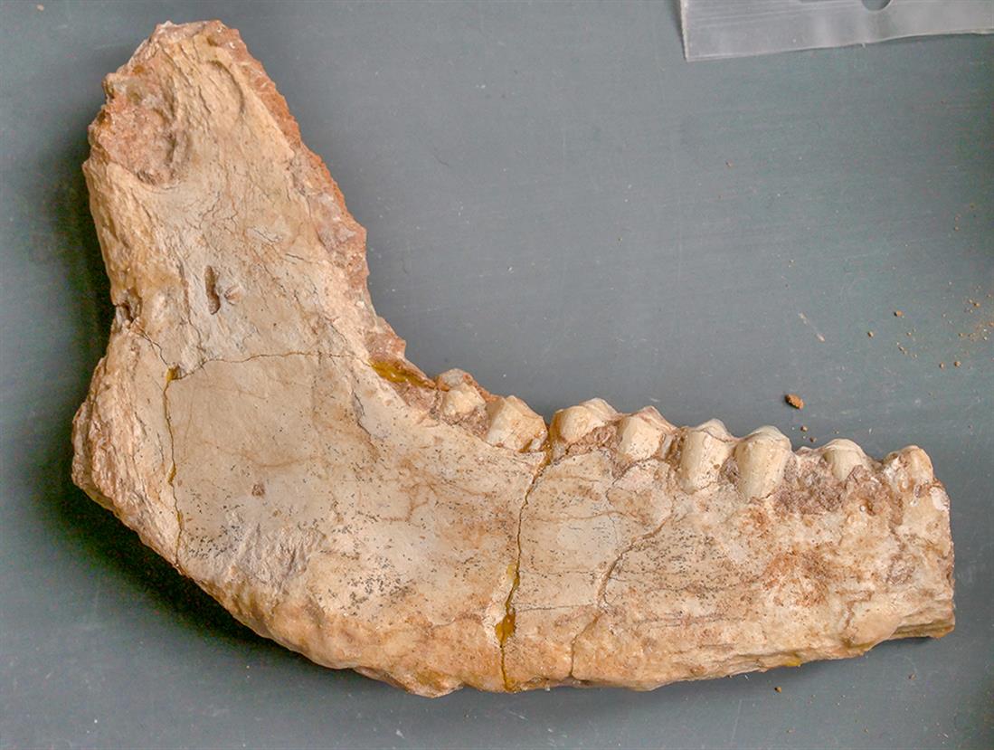 Μυτιλήνη - Λέσβος - απολιθωμένα οστά ζώων
