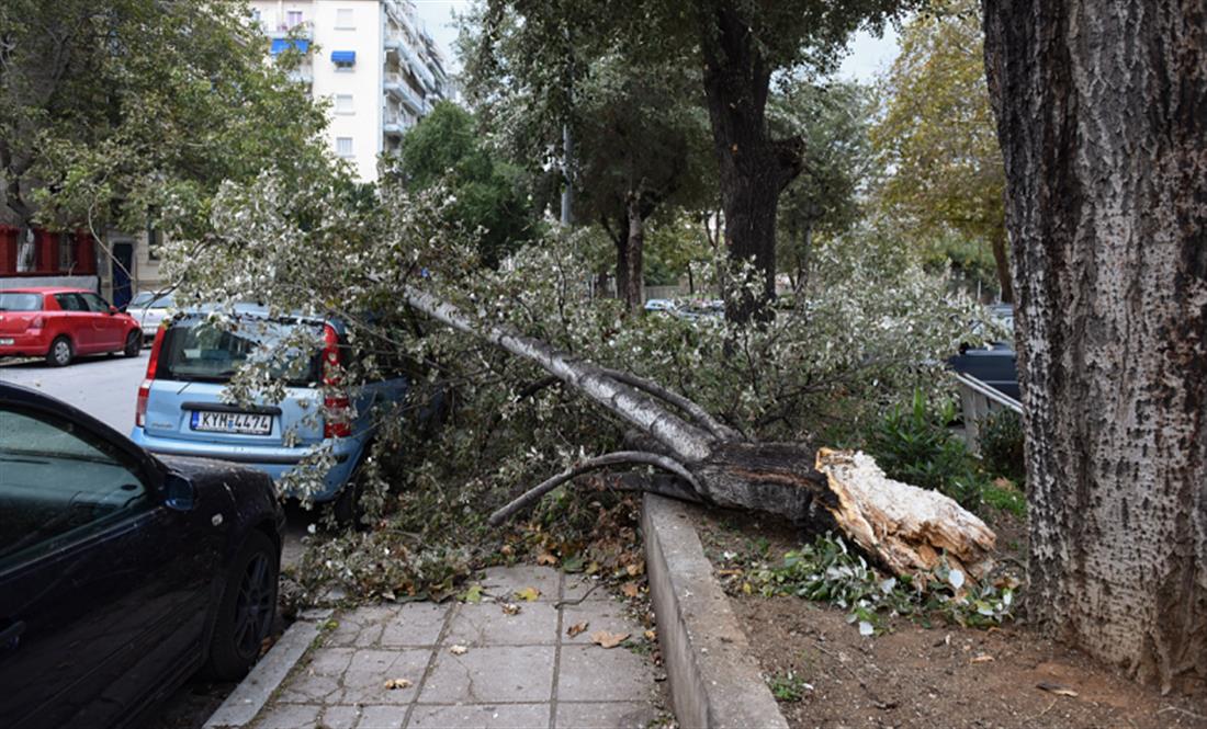 Θεσσαλονίκη - πτώση δέντρων