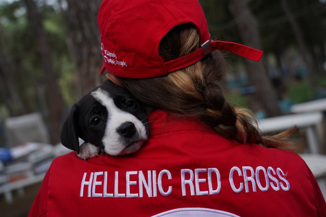Παγκόσμια Ημέρα Αδέσποτων Ζώων - Ελληνικός Ερυθρός Σταυρός - αδέσποτα - Φιλοζωικός Σύλλογος Νέας Φιλαδέλφειας