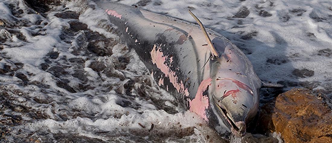 Γαλλία: Σχεδόν χίλια δελφίνια ξεβράστηκαν νεκρά στις ακτές