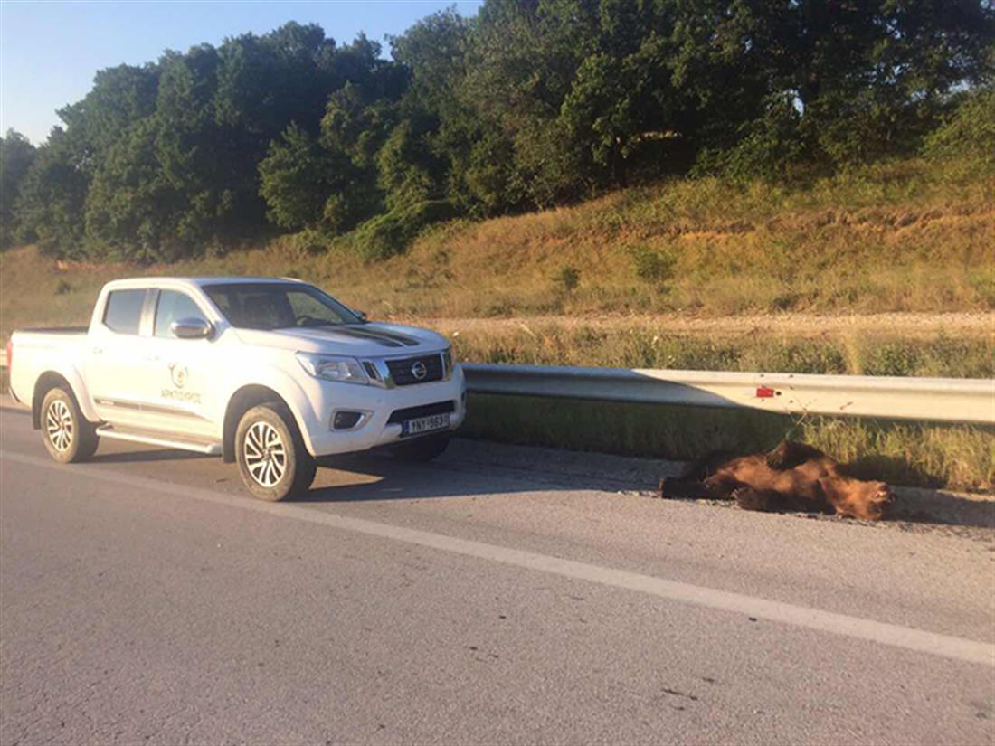 Τροχαίο δυστύχημα - Κλειδί Αμυνταίου - αρκούδα