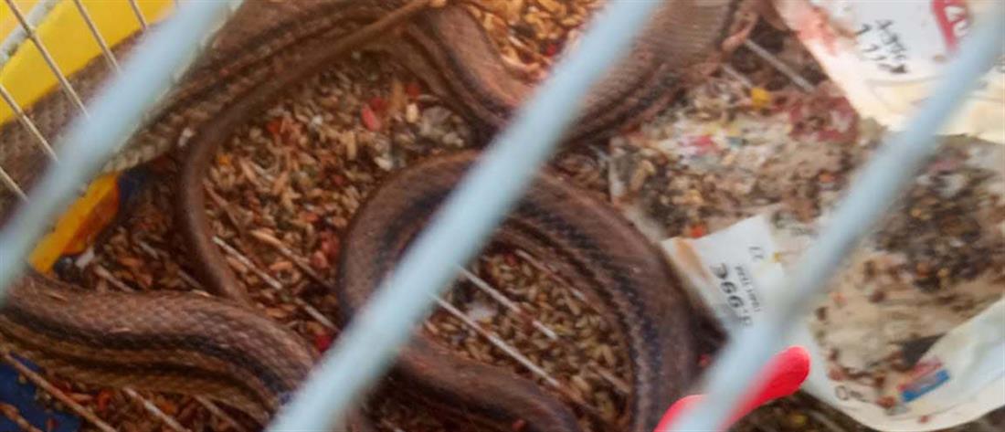 Πρέβεζα: Φίδι μπήκε σε κλουβί κι έφαγε 15 καναρίνια! (εικόνες)