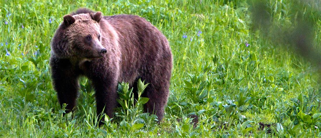 Θεσσαλονίκη: Αρκούδα εμφανίστηκε στον Χορτιάτη - Επείγουσα ανακοίνωση από τον Δήμο 