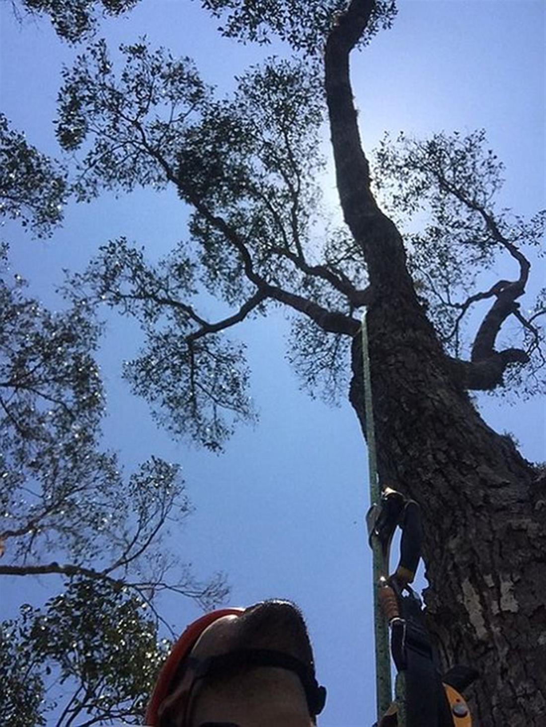 Μαλαισία - τροπικό δέντρο - ψηλότερο δέντρο - 89,5 μέτρα