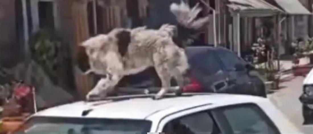Ανέβασε τον σκύλο του στην οροφή εν κινήσει αυτοκινήτου