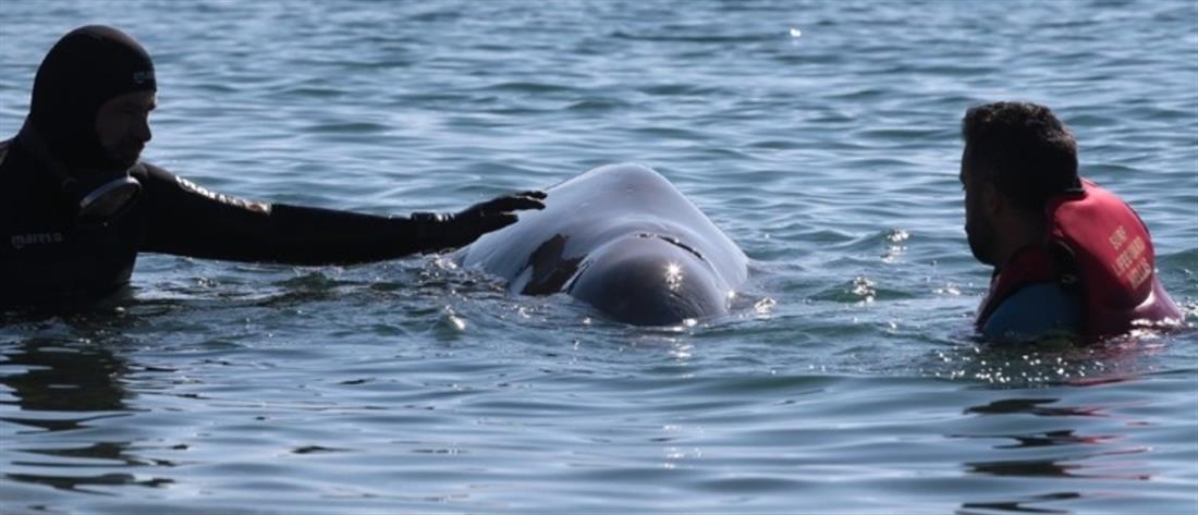 Φάλαινα “Ζιφιός”: Τι έδειξε η νεκροψία στον “Σωτήρη”
