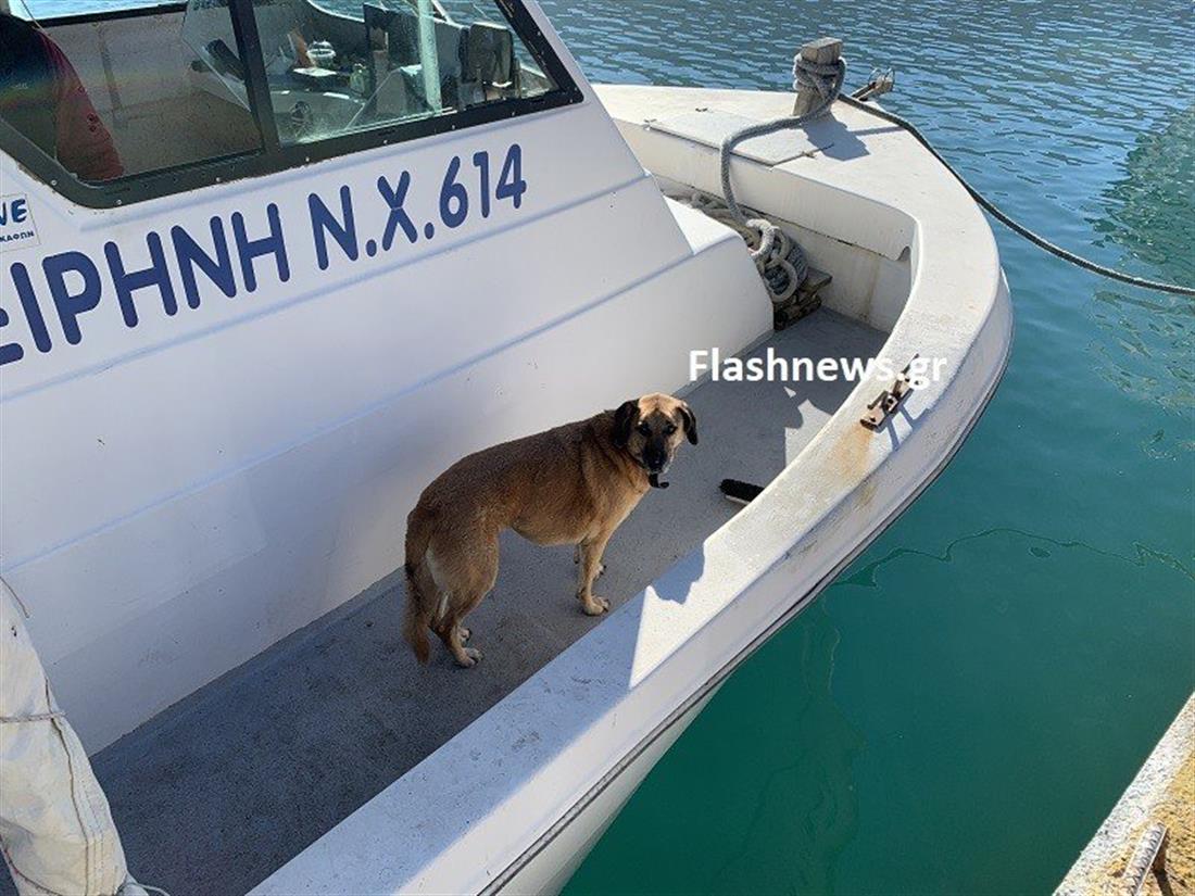 Σκύλος - Χανιά -σκάφος