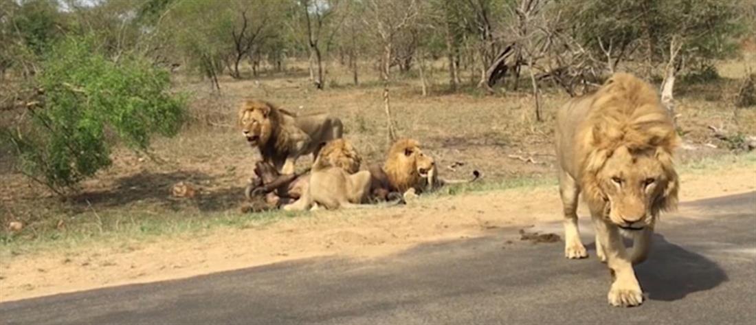 Εθνικό πάρκο Κρούγκερ - Νότια Αφρική - Λιοντάρια - βουβάλι - επίθεση