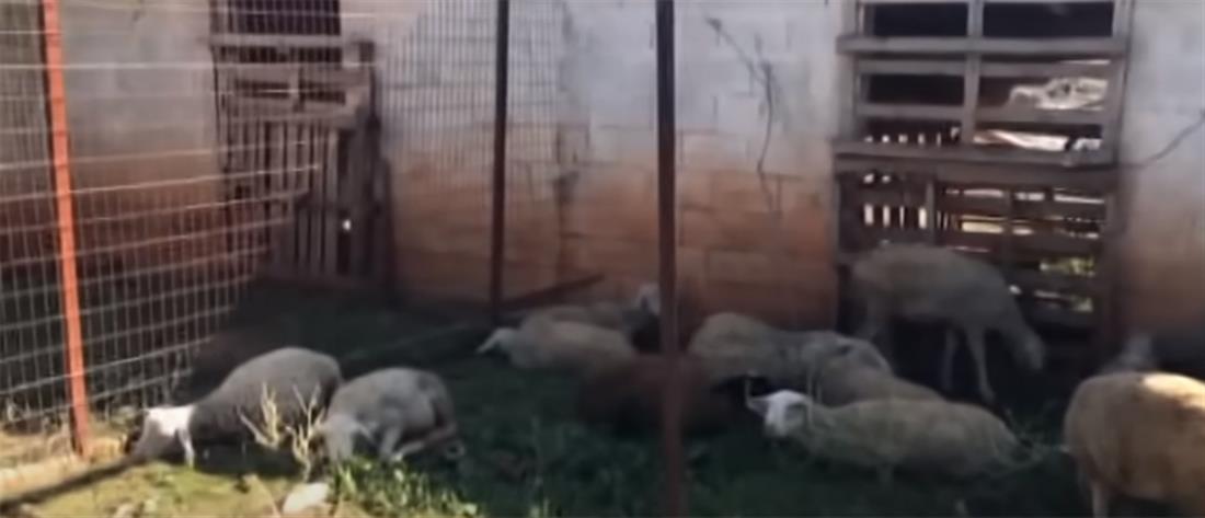 αγέλη λύκων - κοπάδι πρόβατα - Οινόη Κοζάνης