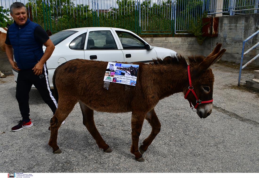 Ναύπλιο - ψηφοφόρος - άλογο - γαϊδούρι