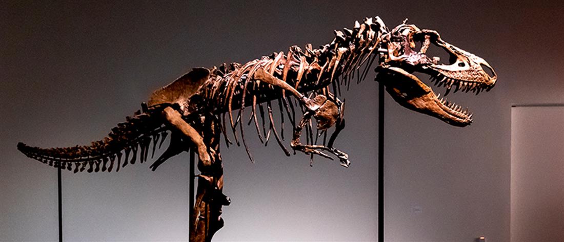 Δημοπρασία: Σκελετός δεινόσαυρου έπιασε “χρυσή τιμή” (εικόνες)