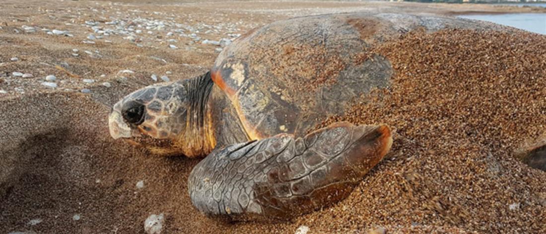 Θαλάσσιες χελώνες επιτέθηκαν σε λουόμενους στη Μάνη!