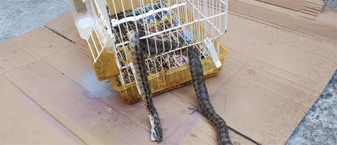 Λάρισα: Φίδι μπήκε σε σπίτι και έφαγε ένα καναρίνι (εικόνες)