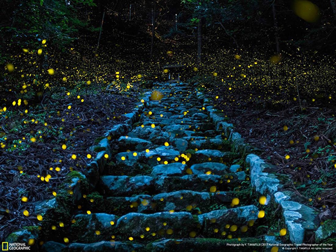 National Geographic - Το Δάσος της Νεράιδας