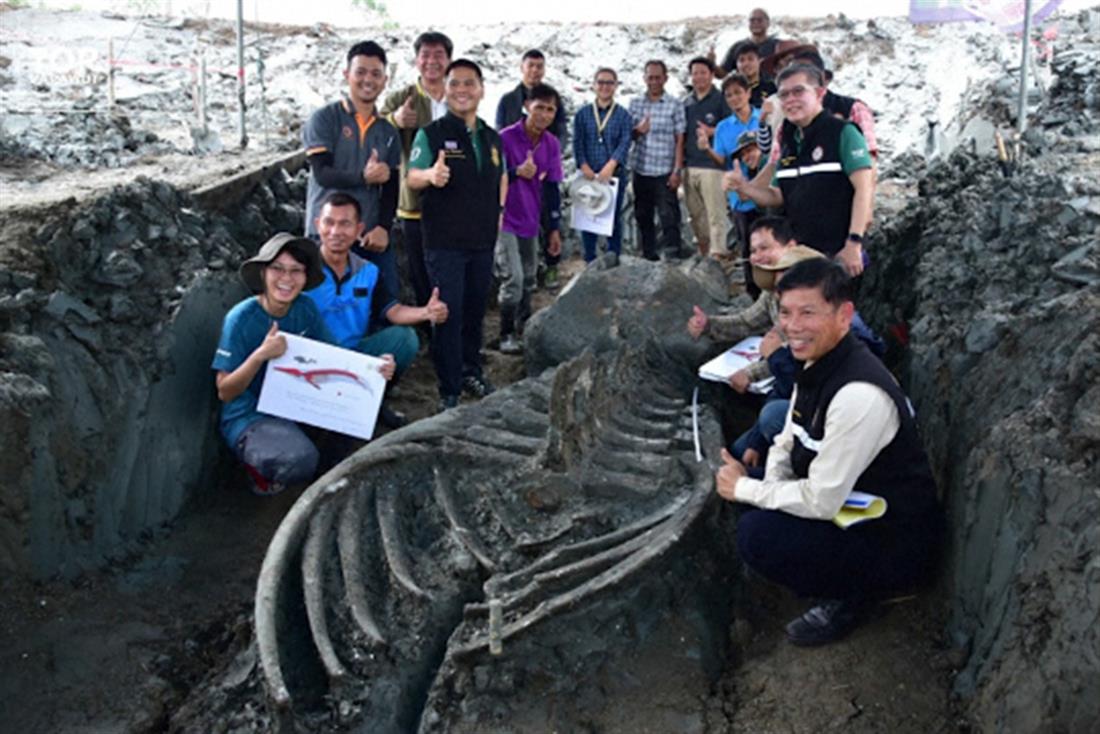 Ανακάλυψη - σκελετός φάλαινας - Ταϊλάνδη