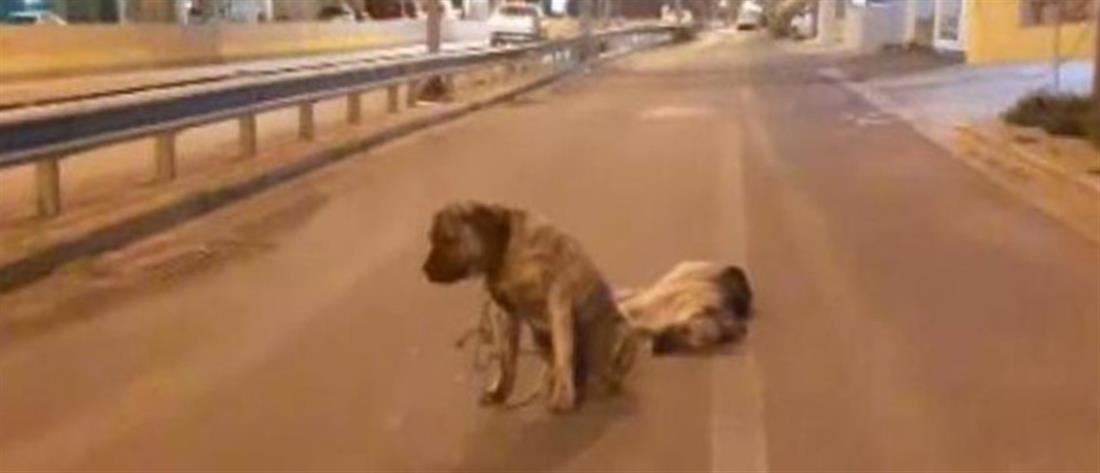 Κρήτη: Σκύλος θρηνεί τον τετράποδο φίλο του και δεν τον εγκαταλείπει (βίντεο)