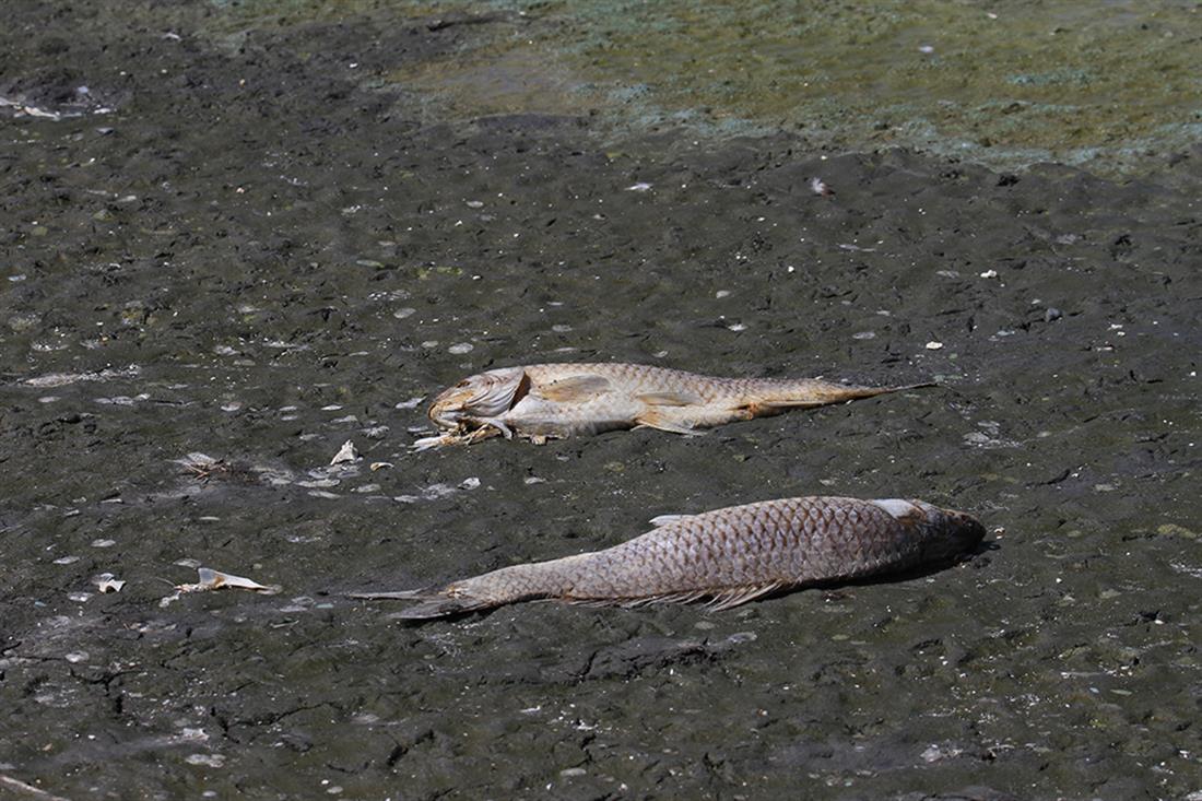 Θεσσαλονίκη - νεκρά ψάρια - Κορώνεια