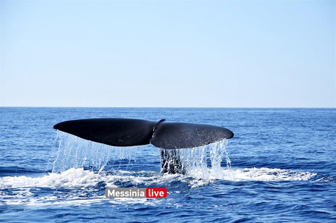 Φάλαινα φυσητήρας - Μάνη