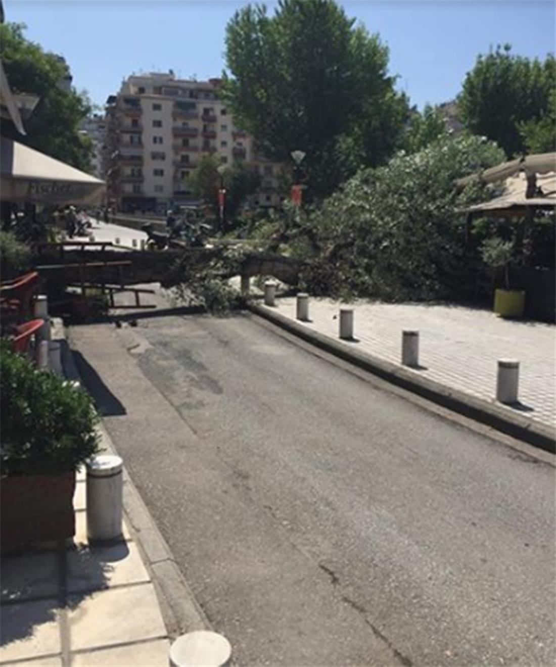 Δέντρο - έπεσε - καφετερια - Θεσσαλονίκη