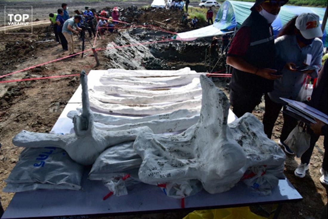 Ανακάλυψη - σκελετός φάλαινας - Ταϊλάνδη