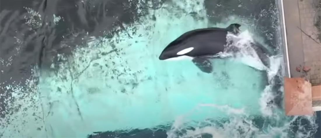 Φάλαινα χτυπιέται σε τζάμι ενυδρείου - Ζει 12 χρόνια σε απομόνωση (βίντεο)