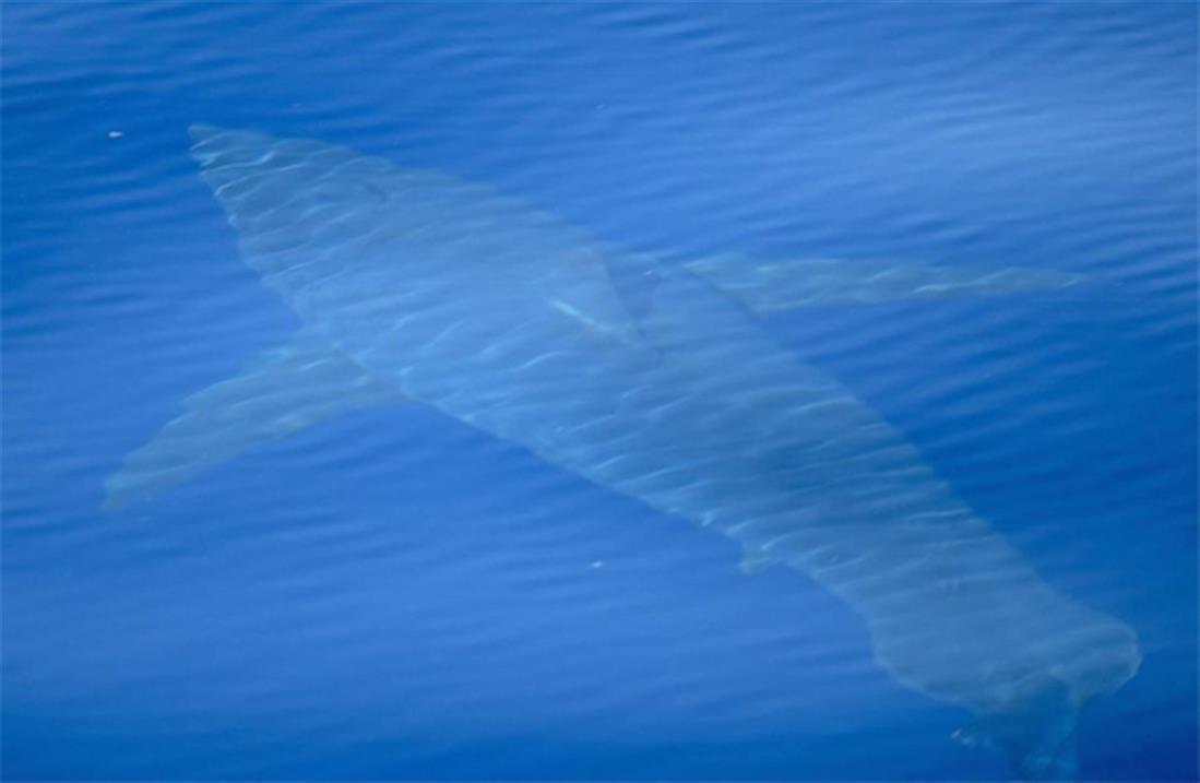 Λευκός καρχαρίας - Μαγιόρκα