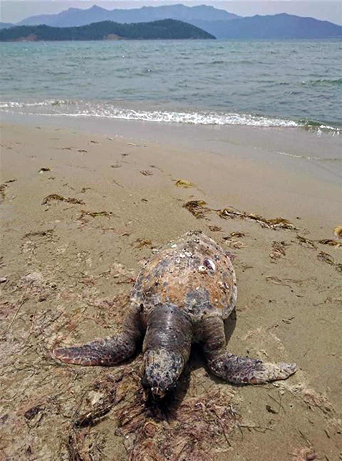 θαλάσσια χελώνα - νεκρή - παραλία Κεραμωτής - Καβάλα