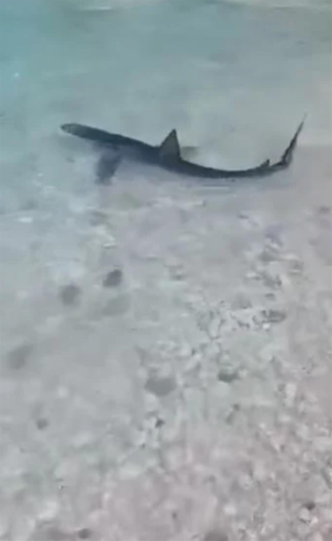 γαλάζιος καρχαρίας - Επτάνησα