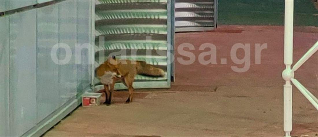 Λάρισα: Αλεπού πήγε για “ψώνια” σε σούπερ μάρκετ (εικόνες)