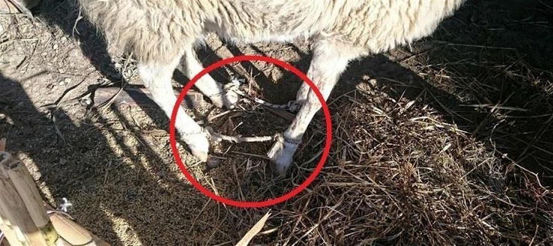 ζωντανό πρόβατο - δεμένα πόδια - ντεκόρ - φάτνη - Νάξος