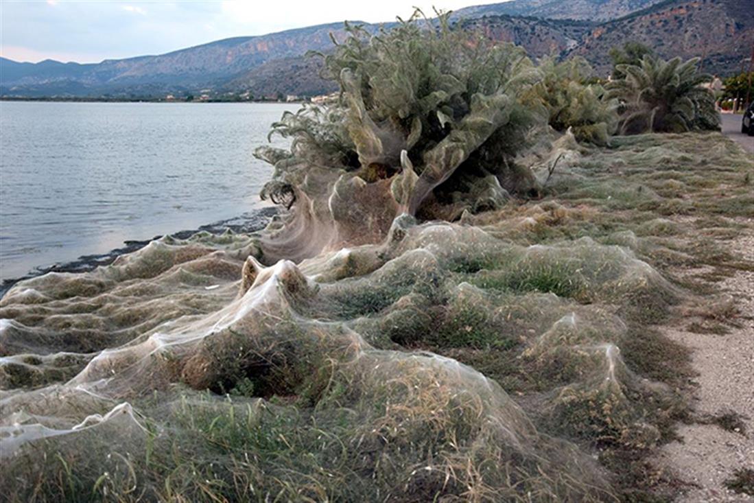 Ιστός αράχνης - βλάστηση - φυτά - Αιτωλικό