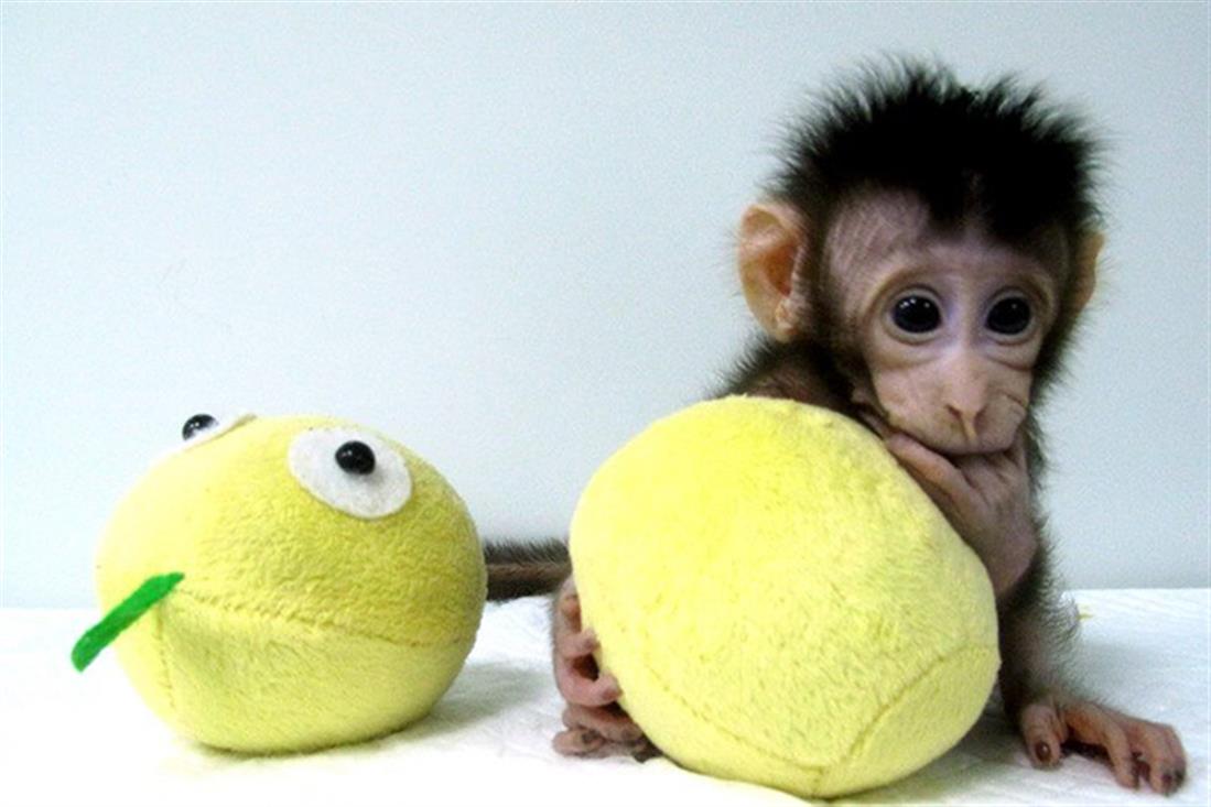 Κίνα - κλωνοποίηση μαϊμούδων