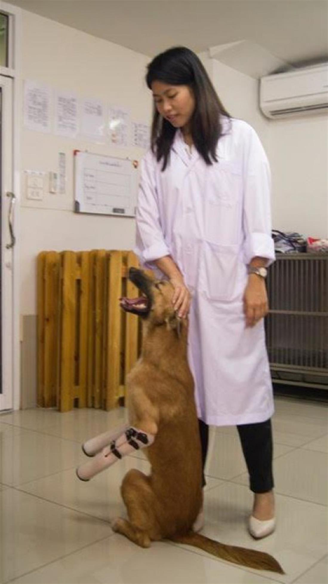 Ταϊλάνδη - σκύλος - Κόλα - πόδια