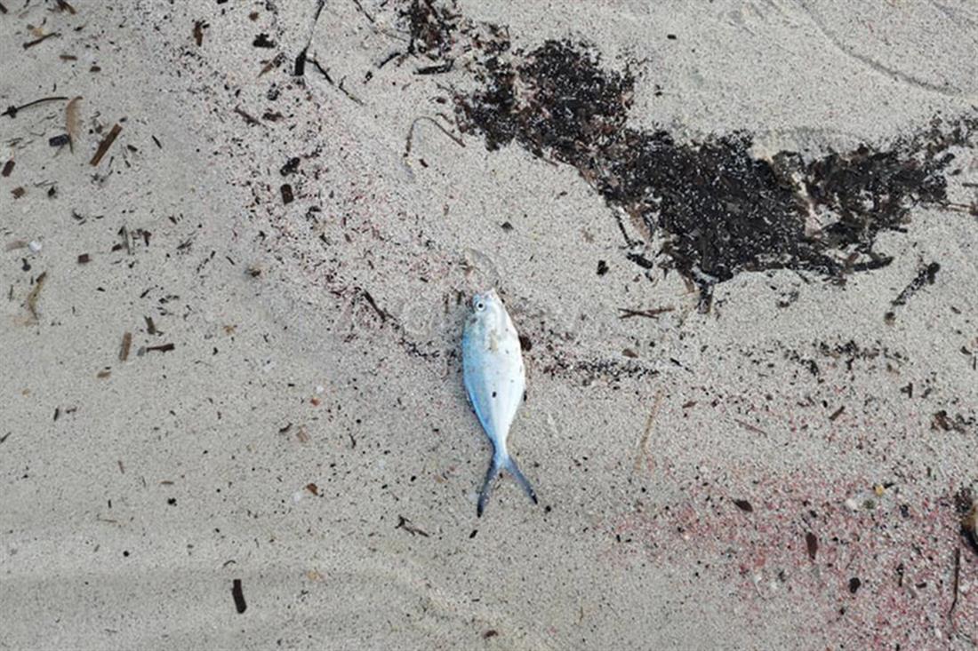 Μπάλος - Κρήτη - νεκρά ψάρια