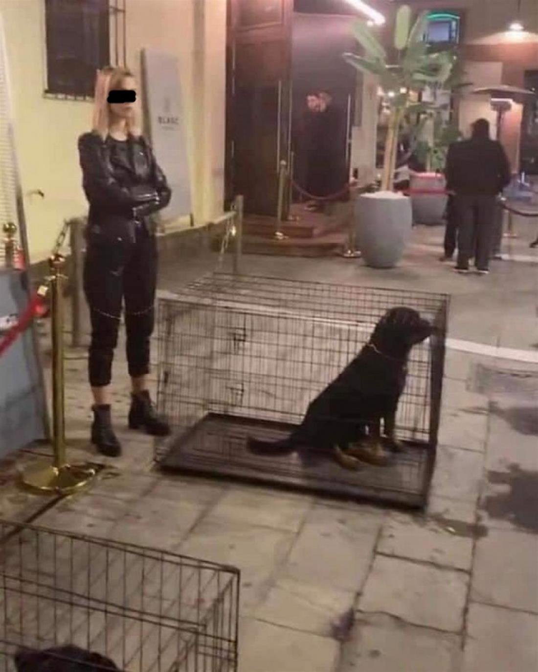 Κέντρο διασκέδασης - Θεσσαλονίκη - σκυλιά - κλουβιά