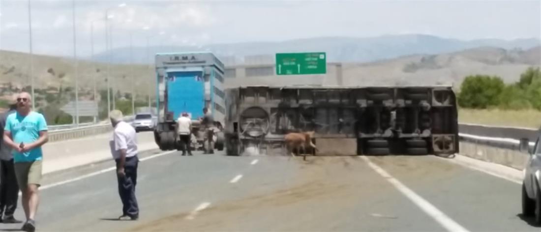 Εγνατία: Ανατροπή νταλίκας – Γέμισε ο δρόμος αγελάδες (εικόνες)