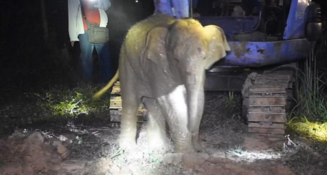 Διάσωση - ελέφαντας - Ταϊλάνδη